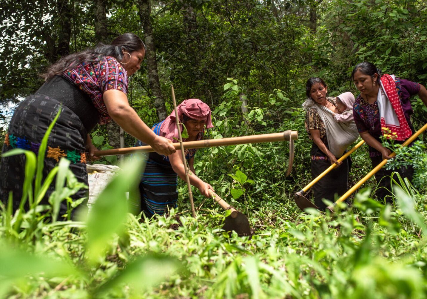 agroecologia para la vida